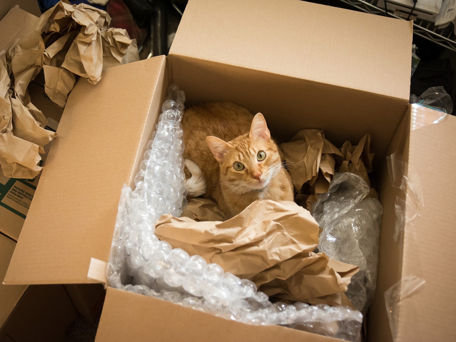 Moving House With Your Pets - Moving Home With Pets - 1600x1200 Wallpaper -  