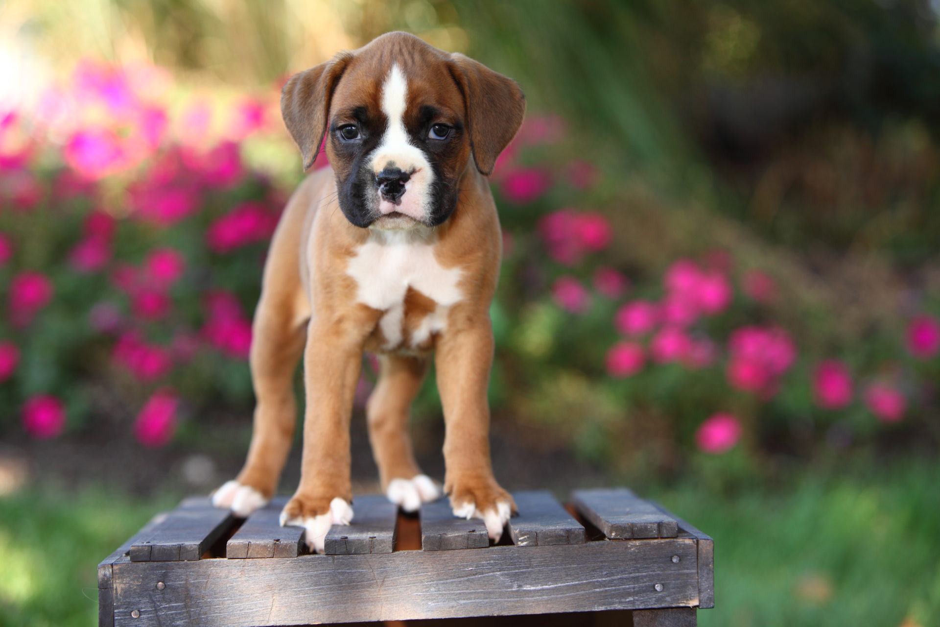 Boxer Dog Puppy - HD Wallpaper 