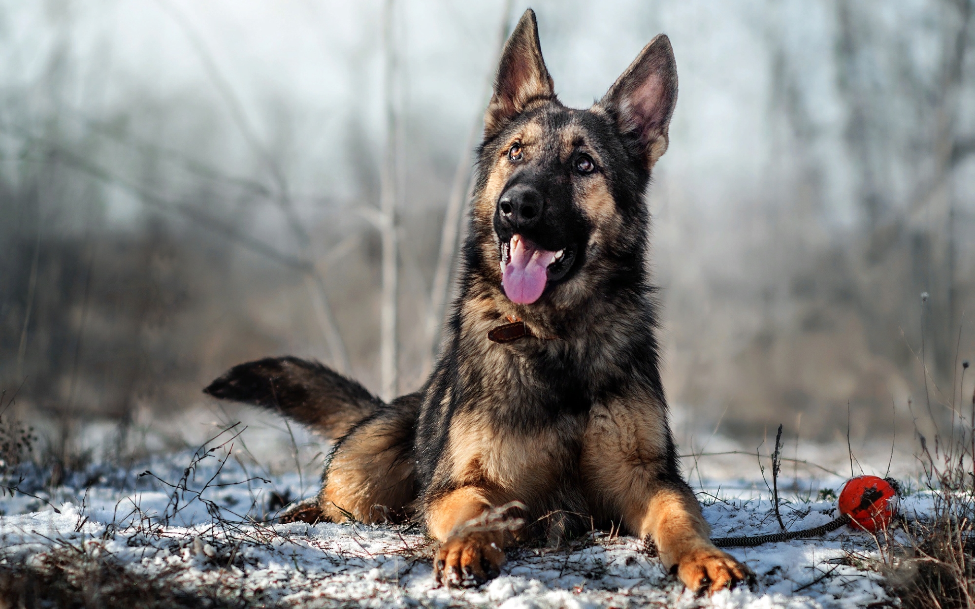 Wallpaper Of Dog, German Shepherd, Pet, Smile Background - German Shepherd Handsome Dog - HD Wallpaper 