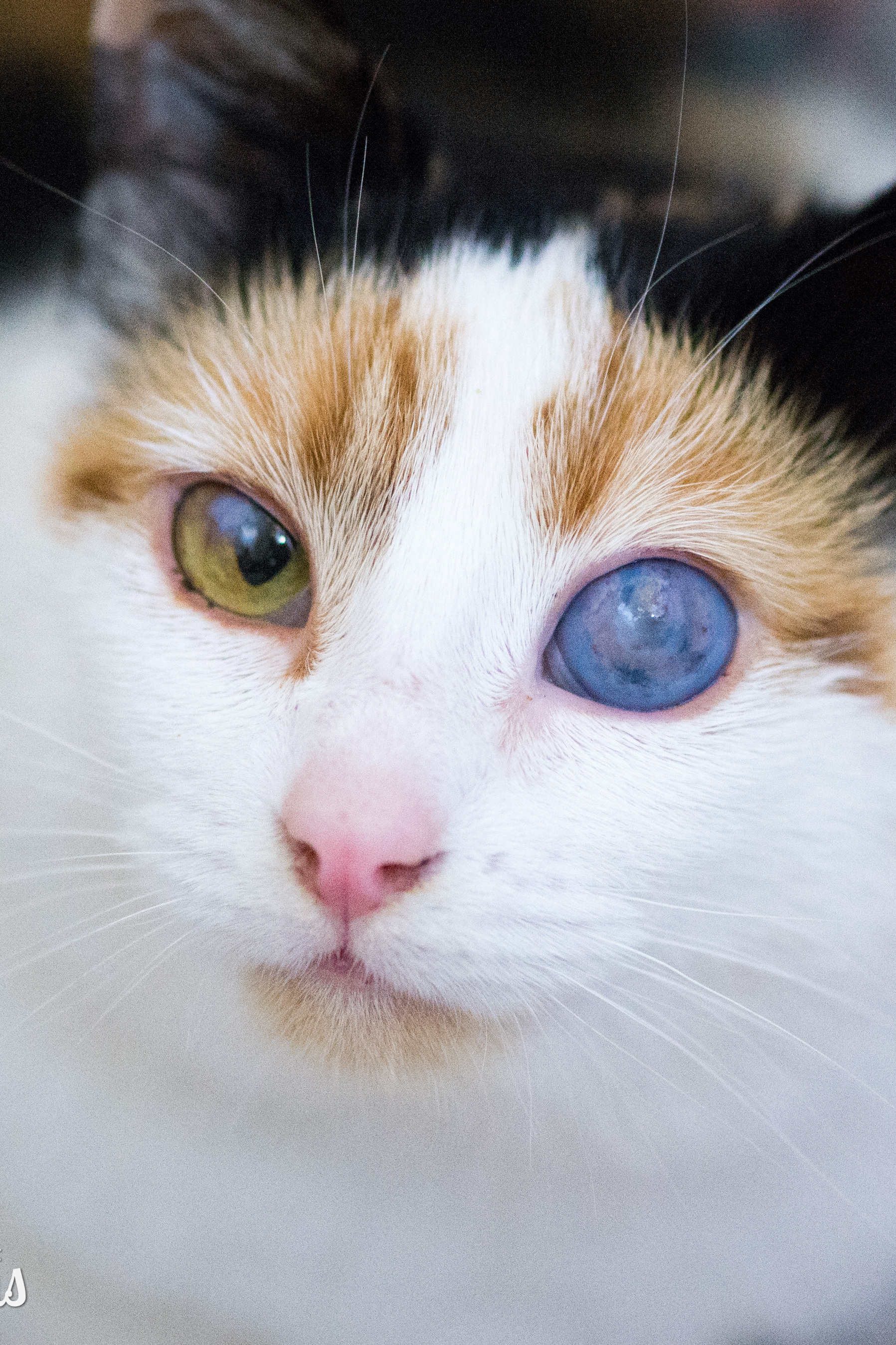 Kitten Live Wallpaper - HD Wallpaper 