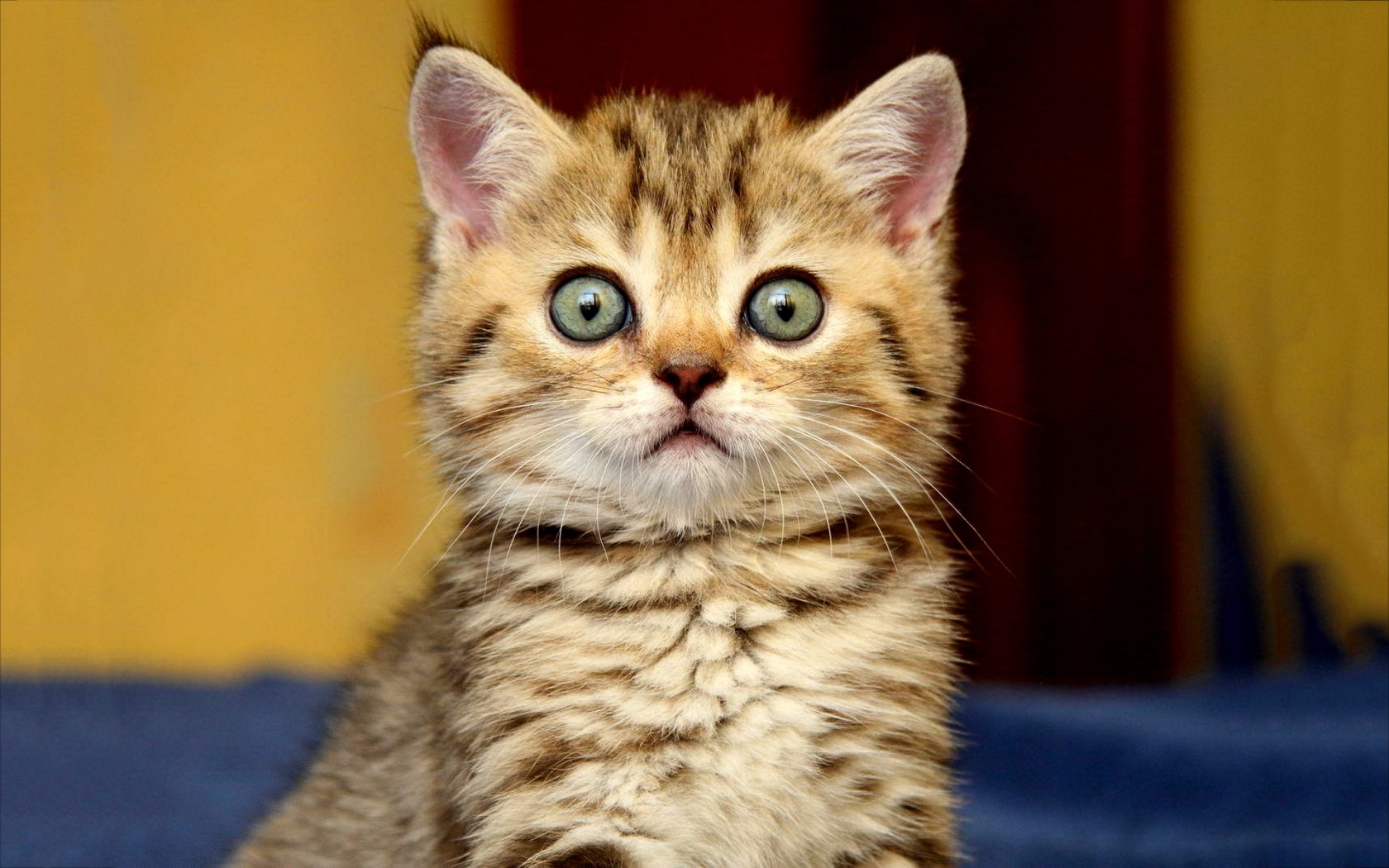 Kitten Big Eyes - HD Wallpaper 