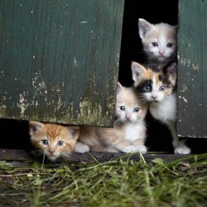 Barn Kittens - HD Wallpaper 