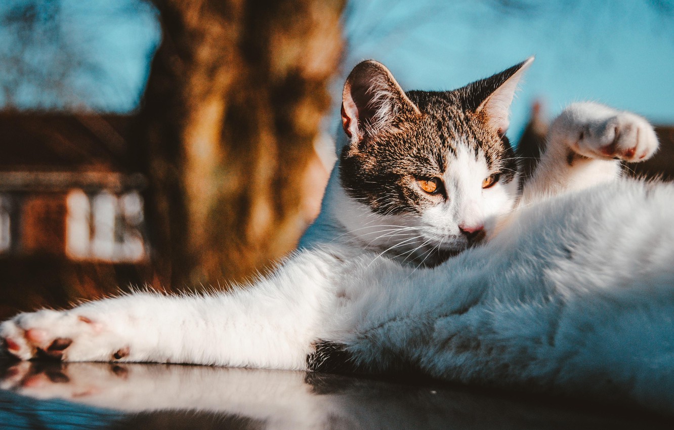 Photo Wallpaper Animals, Cat, Landscapes, Macro, Blur, - Cat - HD Wallpaper 