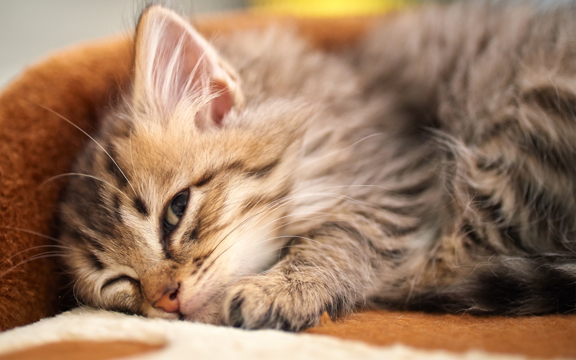 Sleeping Cat - HD Wallpaper 