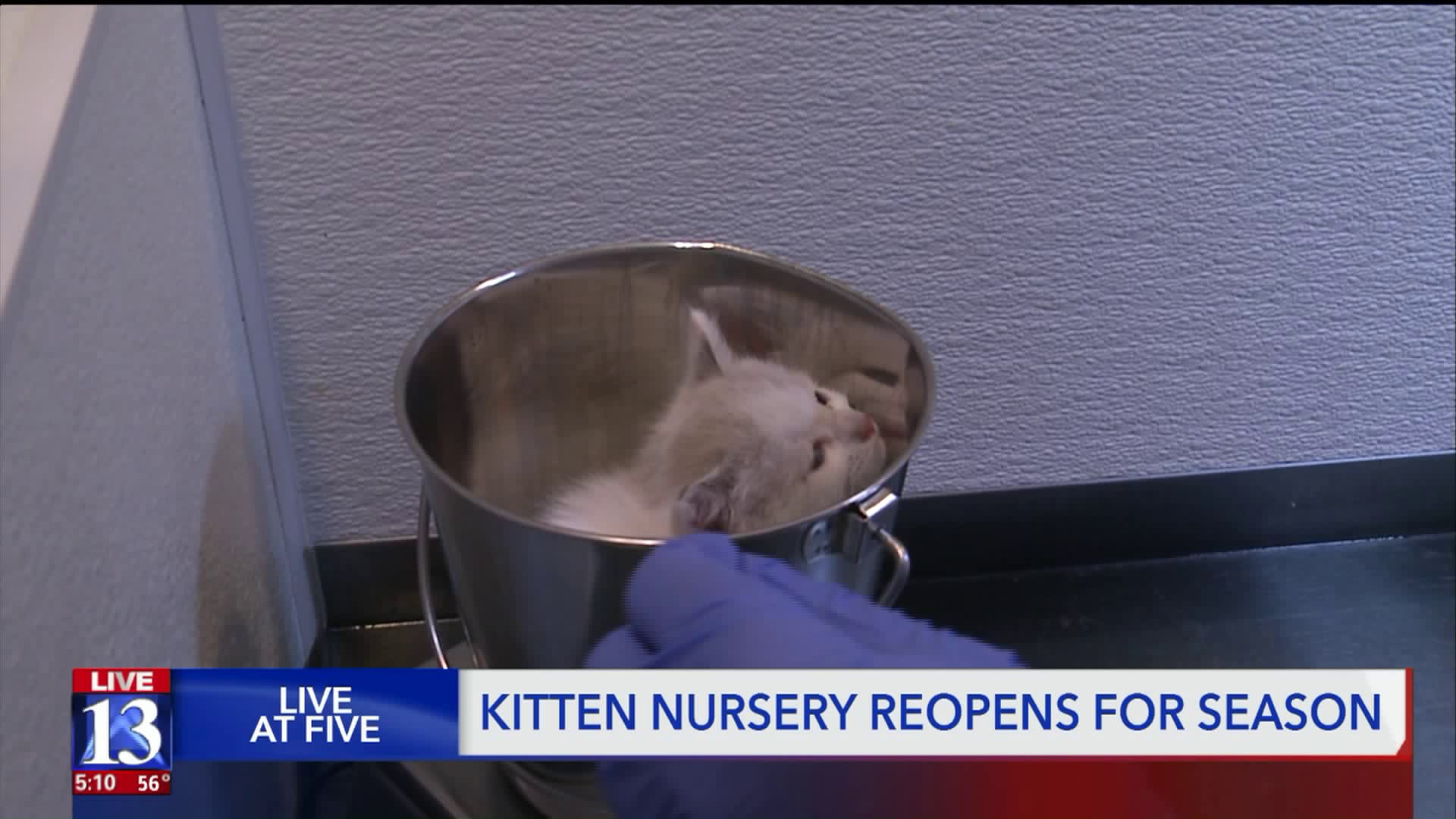 Items - [0] - Videotitle - Domestic Short-haired Cat - HD Wallpaper 