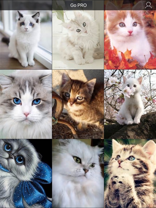 Kitten - HD Wallpaper 