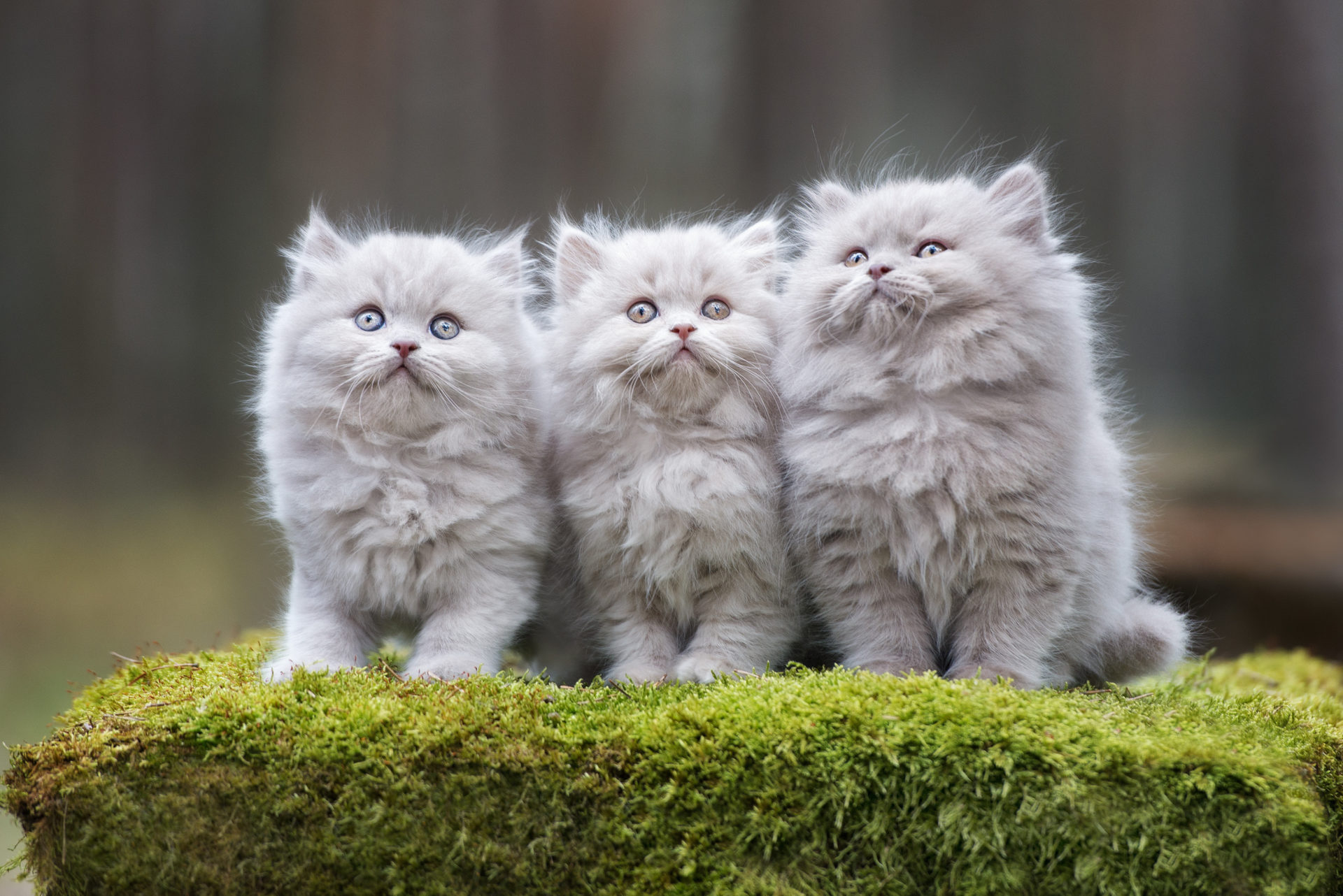 Kittens Hd - HD Wallpaper 