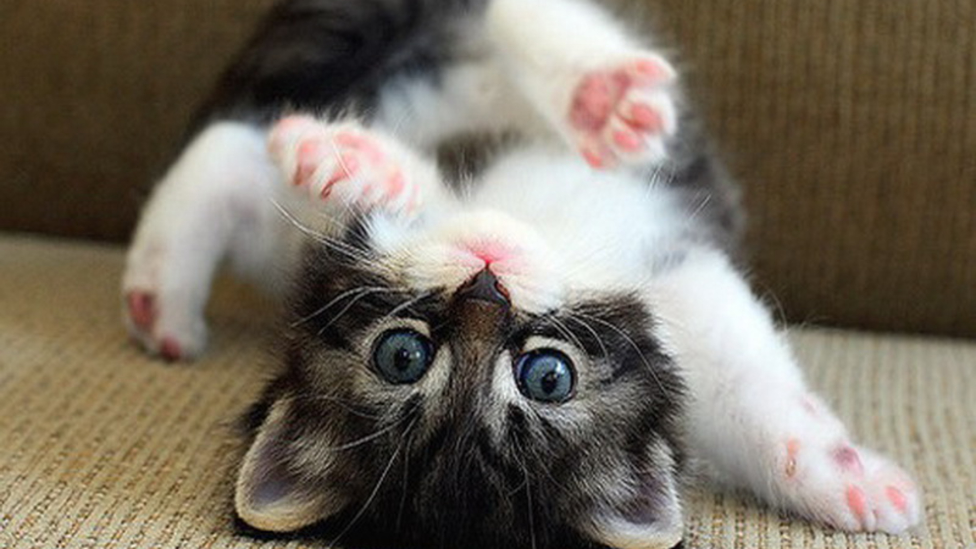 Funny Kitten Hd Free Download Pictures Wallpaper Wp4006960 - Kitten Hd - HD Wallpaper 