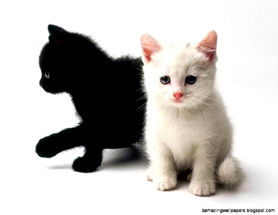 Cute Black And White Kittens Wild Animal Live Powerballforlife - Black And A White Kitten - HD Wallpaper 