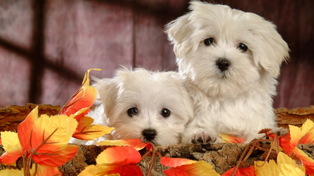 Beautiful Dogs Wallpaper - Most Beautiful Dog Hd - HD Wallpaper 