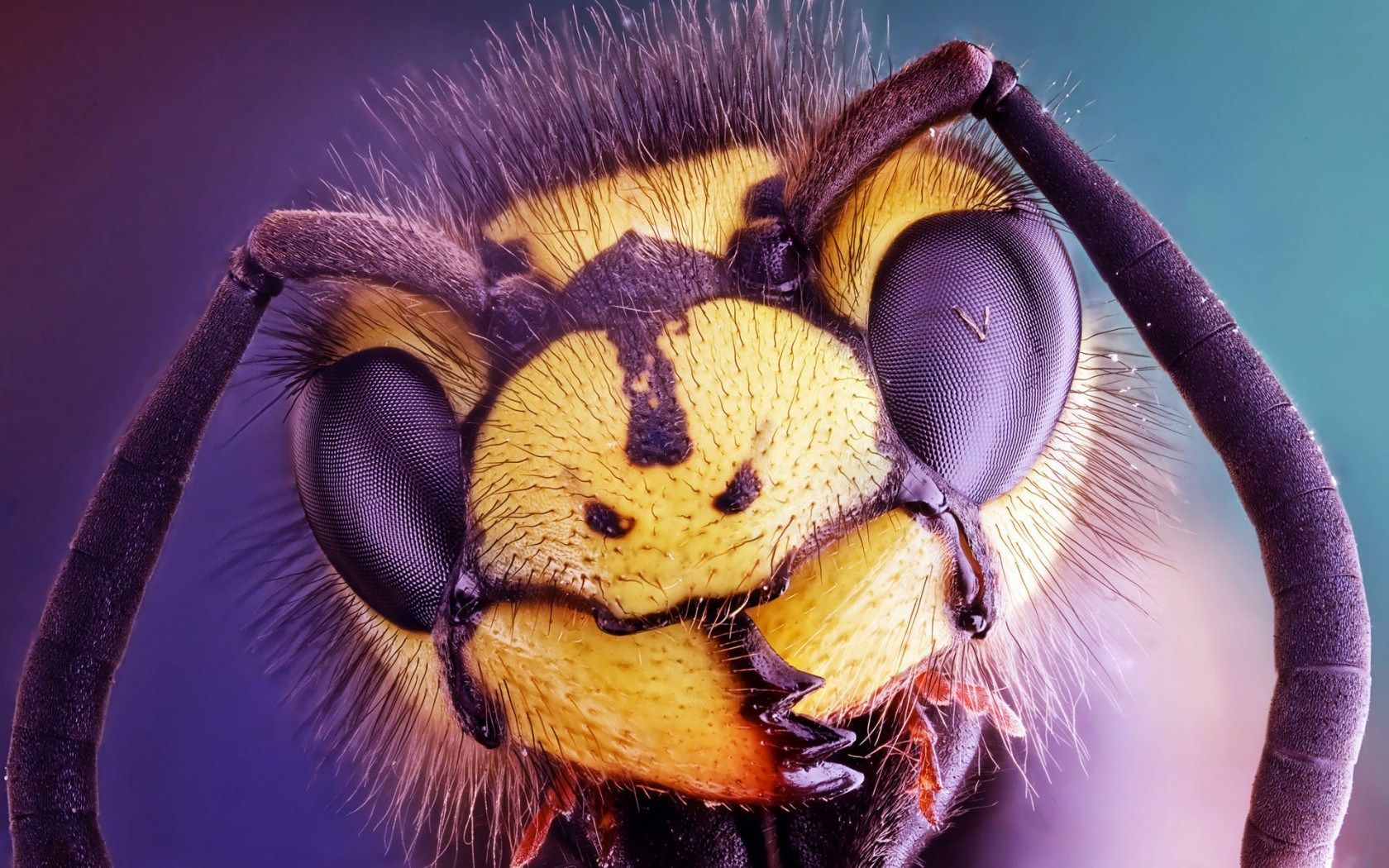Close Up Images Of Insects - HD Wallpaper 