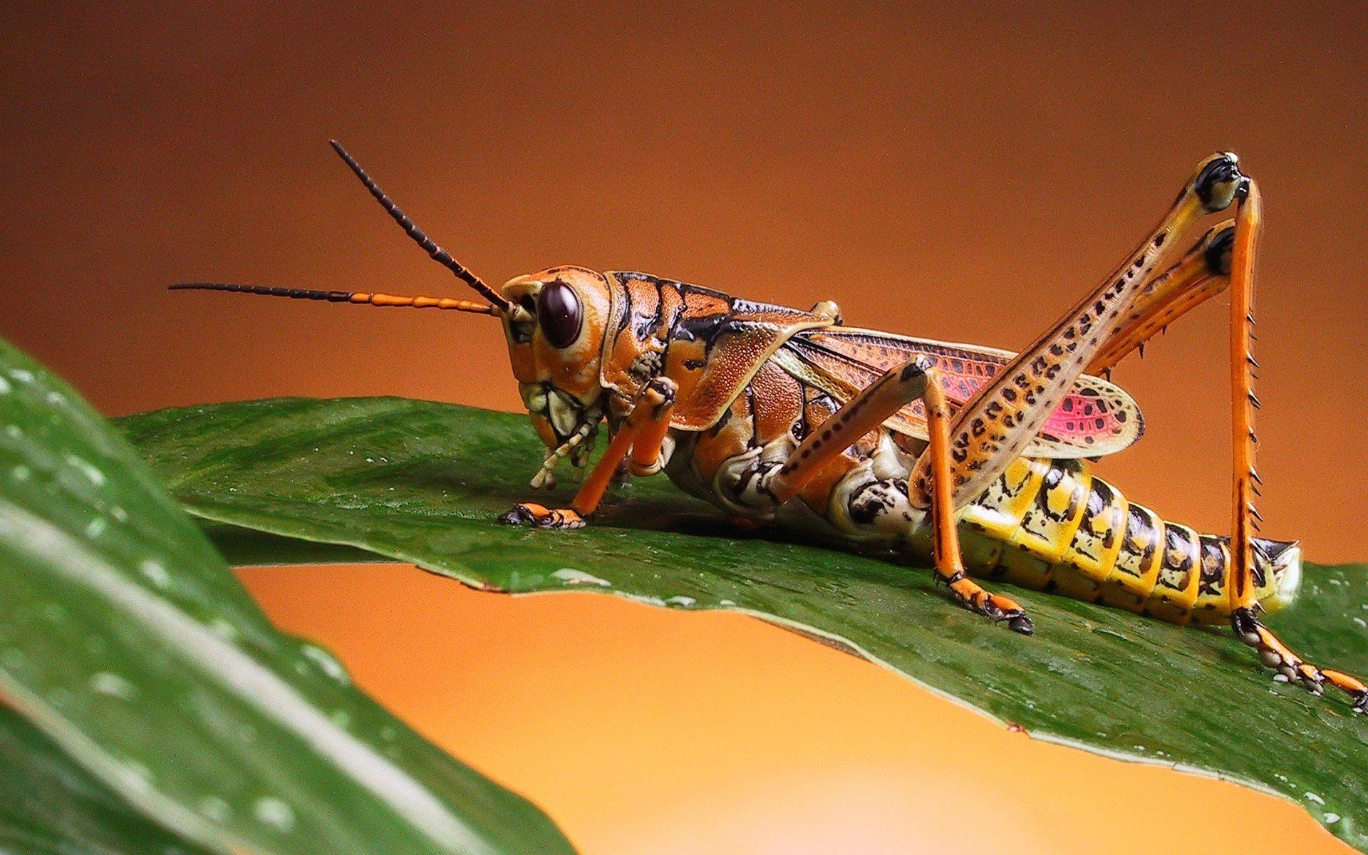 Insects Hd - HD Wallpaper 