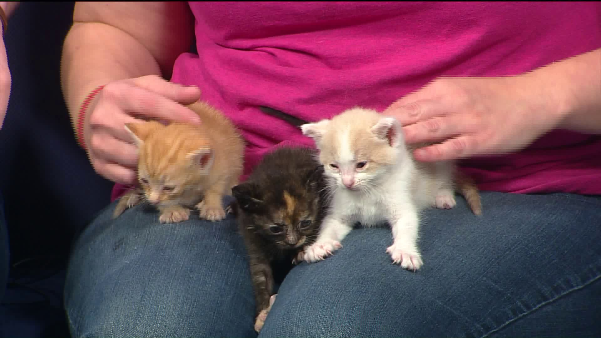 Items - [0] - Videotitle - Kitten - HD Wallpaper 