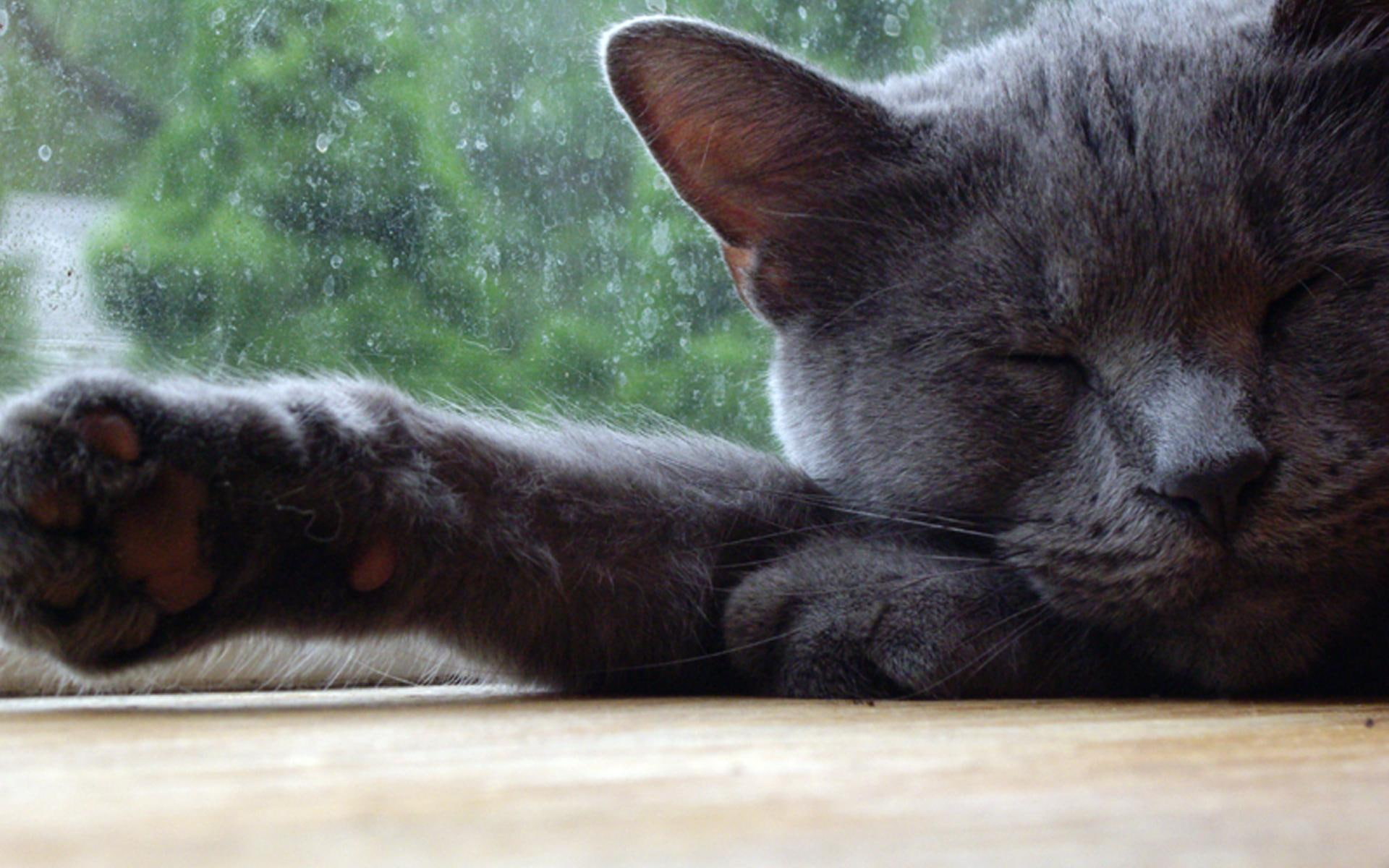 Domestic Short-haired Cat - HD Wallpaper 