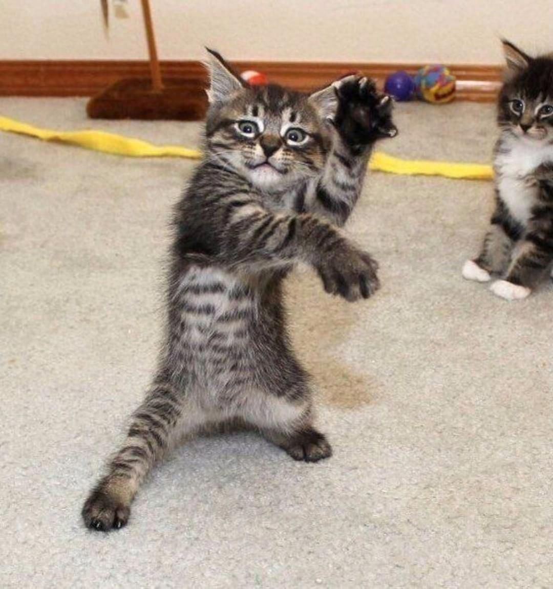 Saturday Night Fever Funny Cat - HD Wallpaper 