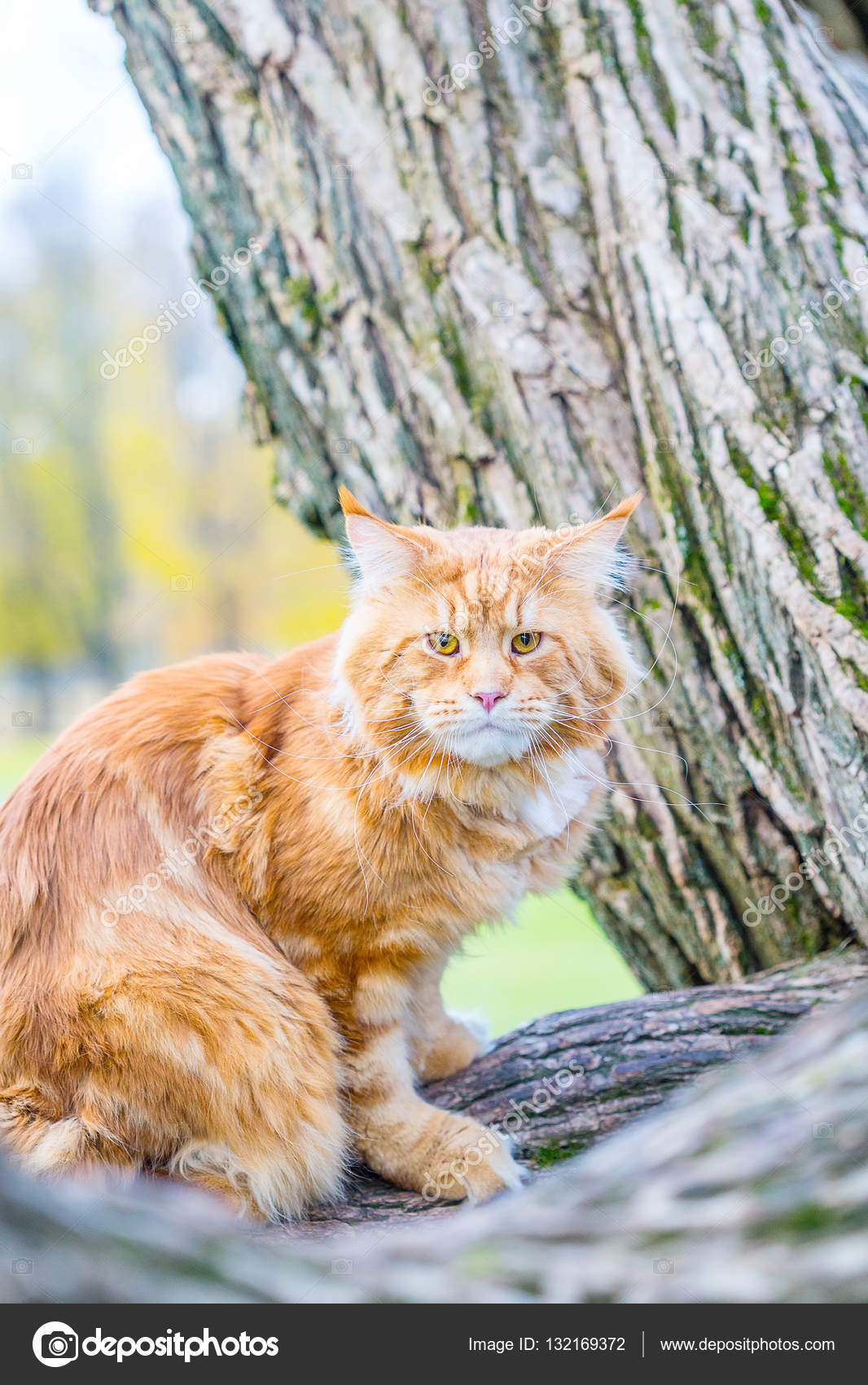 Maine Coon - HD Wallpaper 