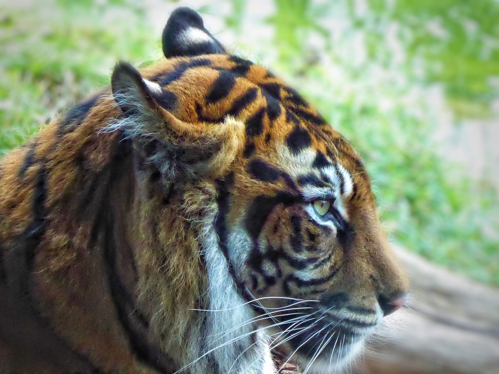 Tiger London Zoo - HD Wallpaper 