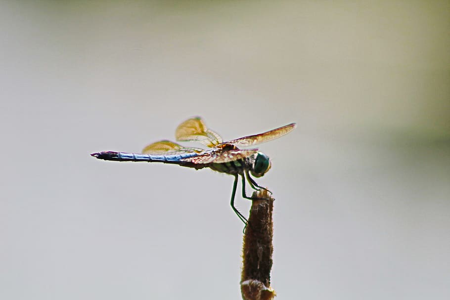United States, Kentucky, Bugs, Fishing, Hot, Humid, - Damselfly - HD Wallpaper 