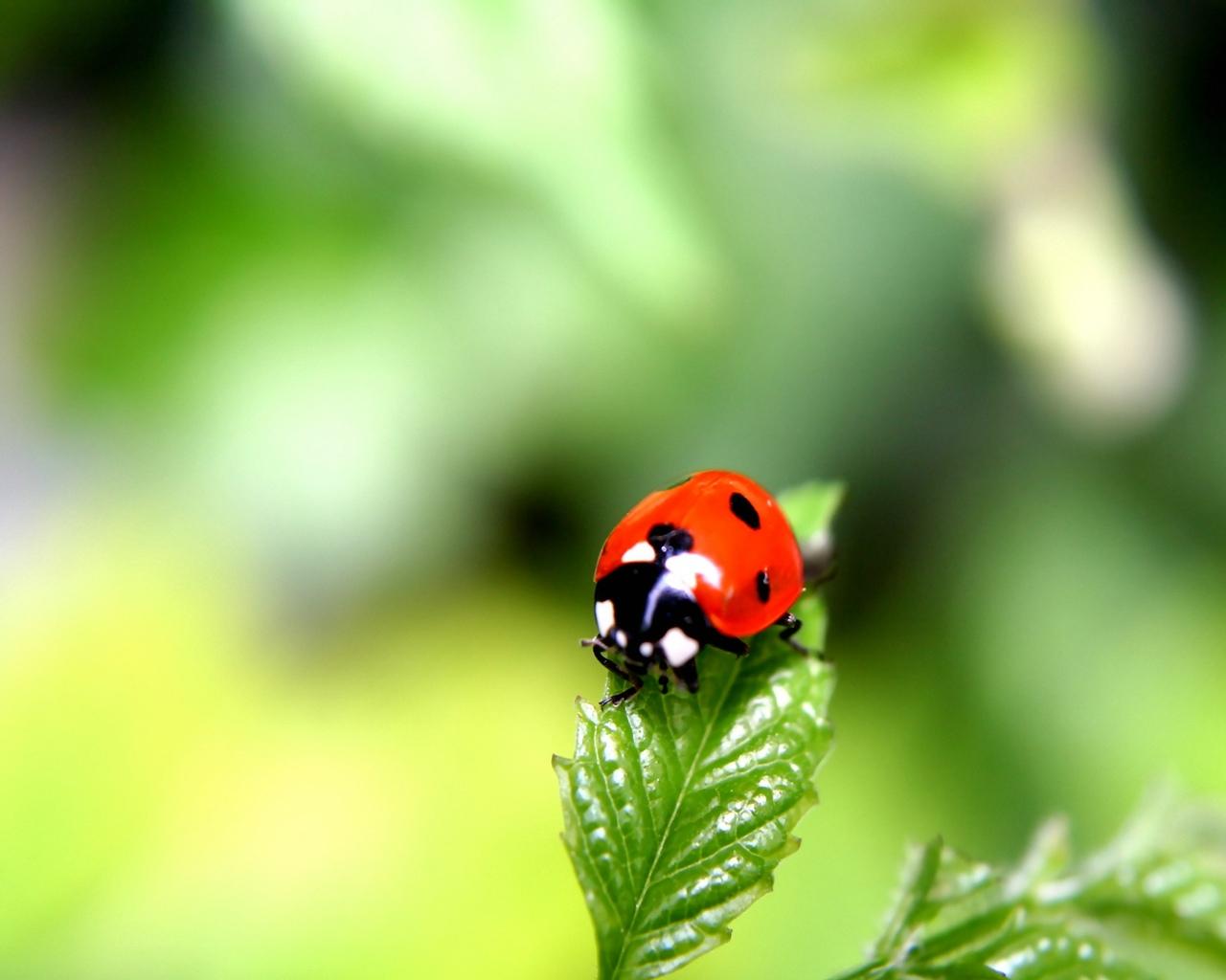 Bug Wallpaper - Beautiful Ladybug - HD Wallpaper 