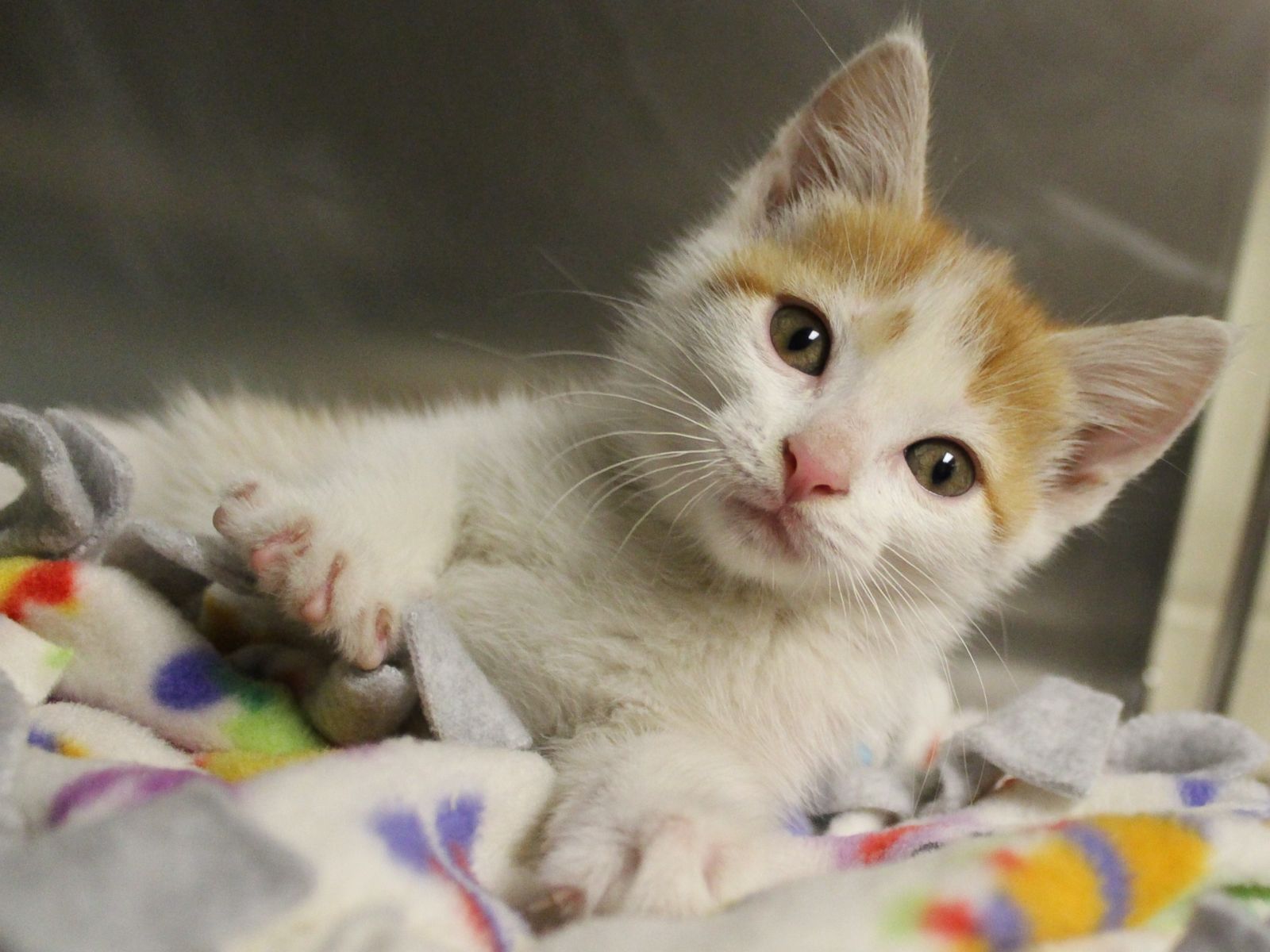Kitten - HD Wallpaper 