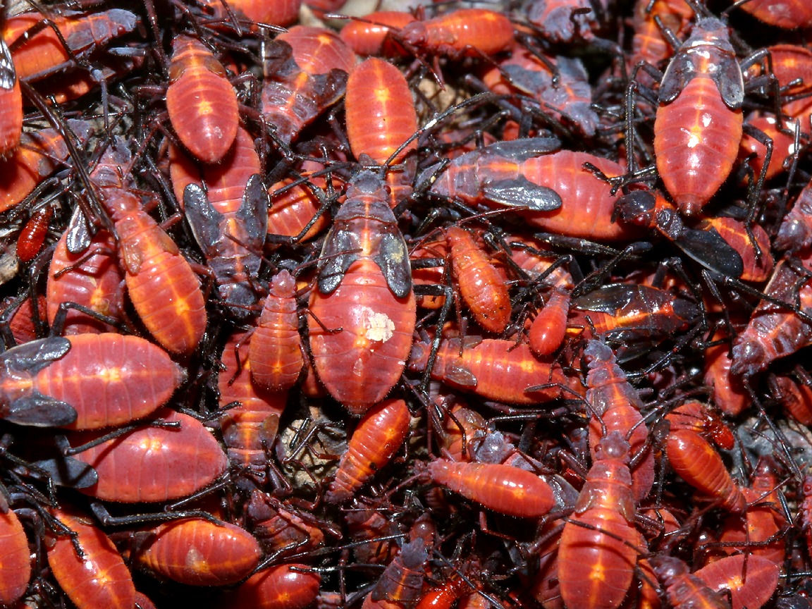 Milkweed Bug - HD Wallpaper 