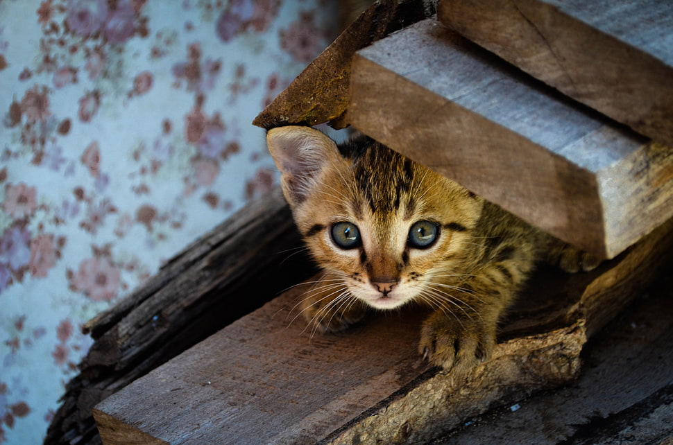 Brown Tabby Kitten, Cat, Love Hd Wallpaper - Windows - HD Wallpaper 