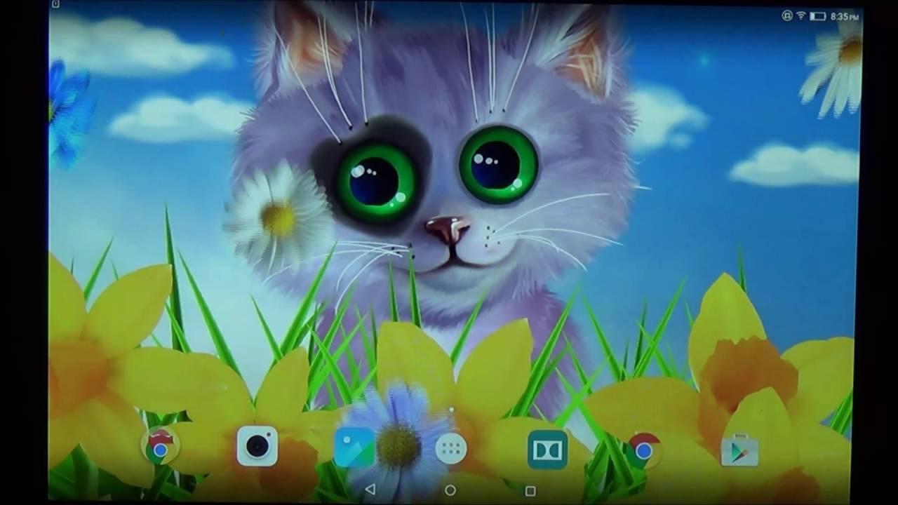 Kitten - HD Wallpaper 