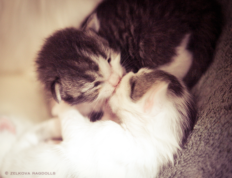 Sweet Kitty Kisses - Kitten Kisses - HD Wallpaper 