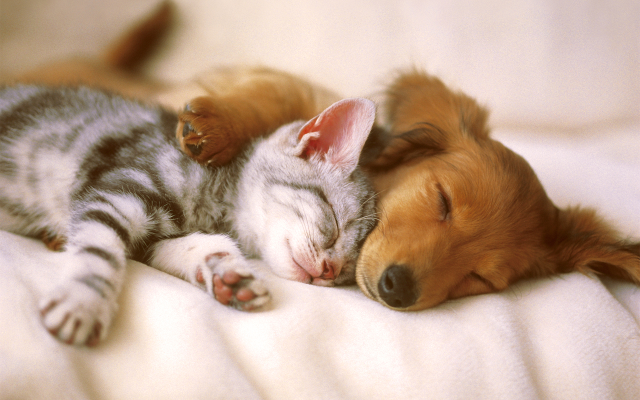 Cat And Dog - Puppies And Kittens Snuggling Together - HD Wallpaper 