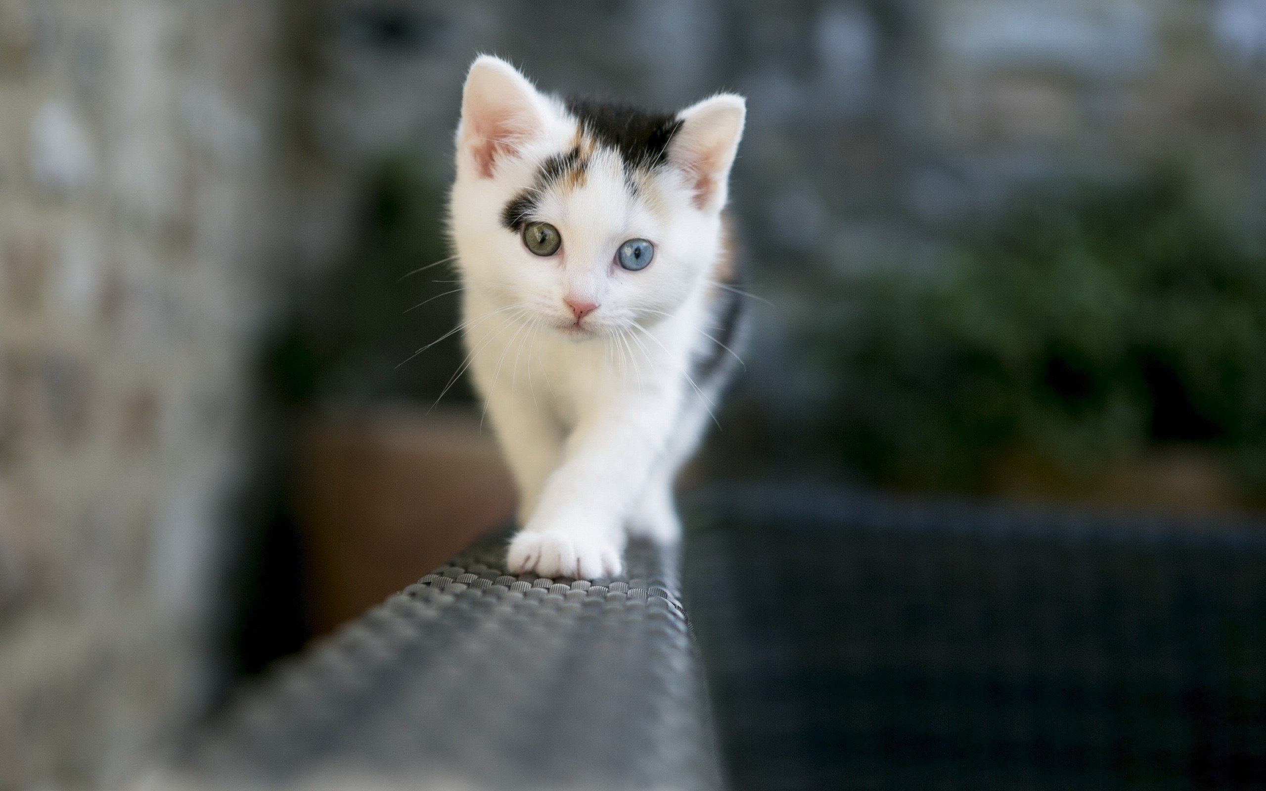 Cute Kittens With Different Colored Eyes - HD Wallpaper 