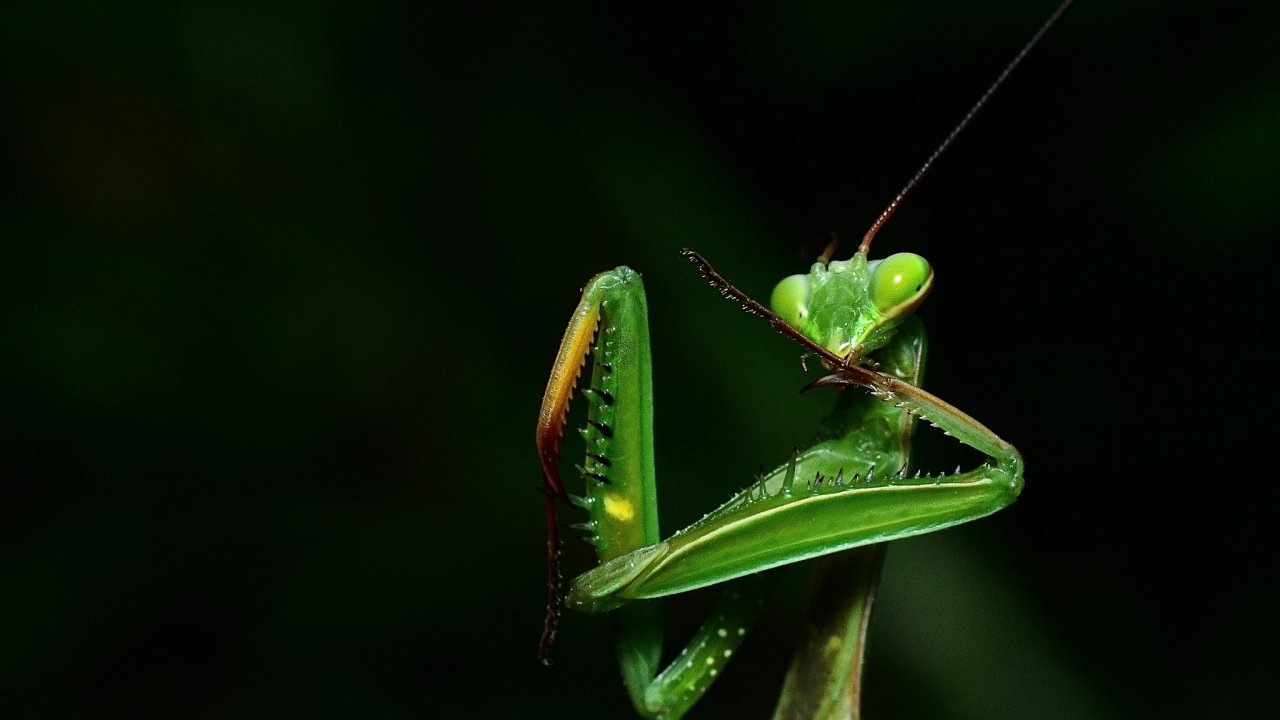 Spider Macro - HD Wallpaper 