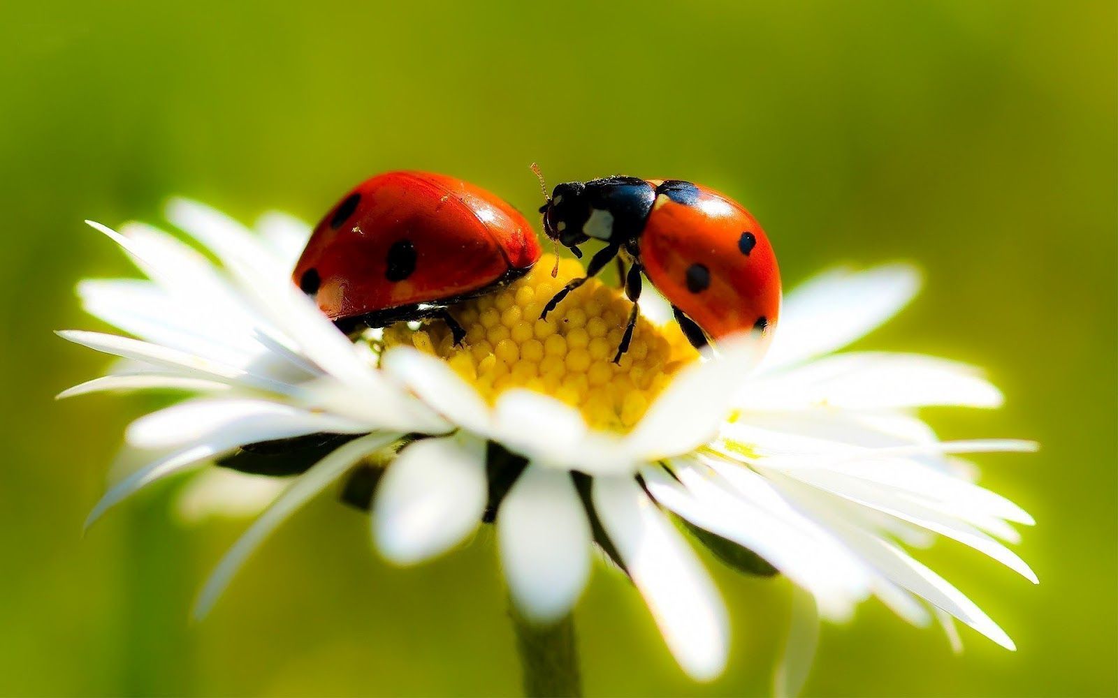 Ladybugs Hd - HD Wallpaper 