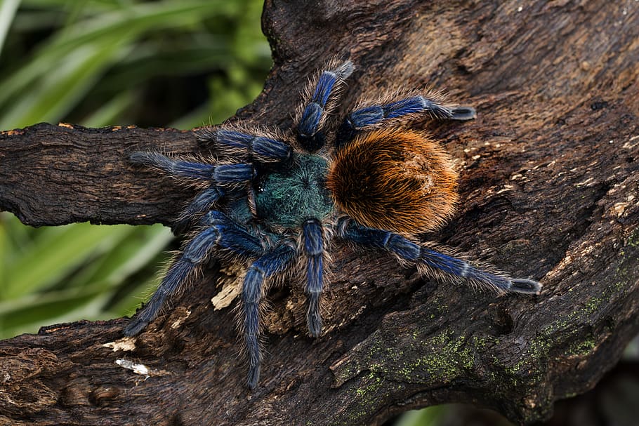 Chromatopelma Cyaneopubescens, Green Bottle Blue, Tarantula, - HD Wallpaper 