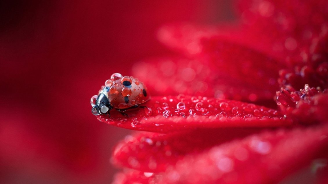 Download Wallpaper Macro Water Drops On A Little Ladybug - Ladybug On Red Flower - HD Wallpaper 