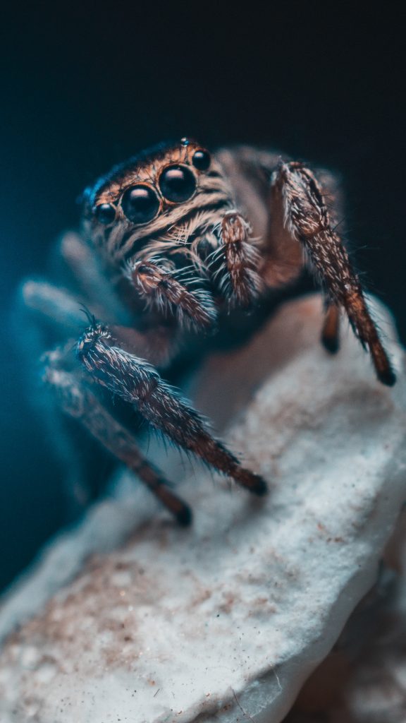 Insect Wallpaper Iphone - HD Wallpaper 