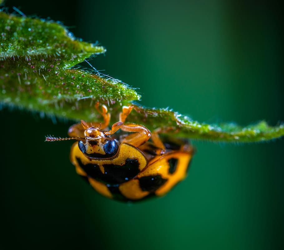 Macro, Insect, Bespozvonochnoe, Coleoptera, Ladybug, - Macro Photography - HD Wallpaper 