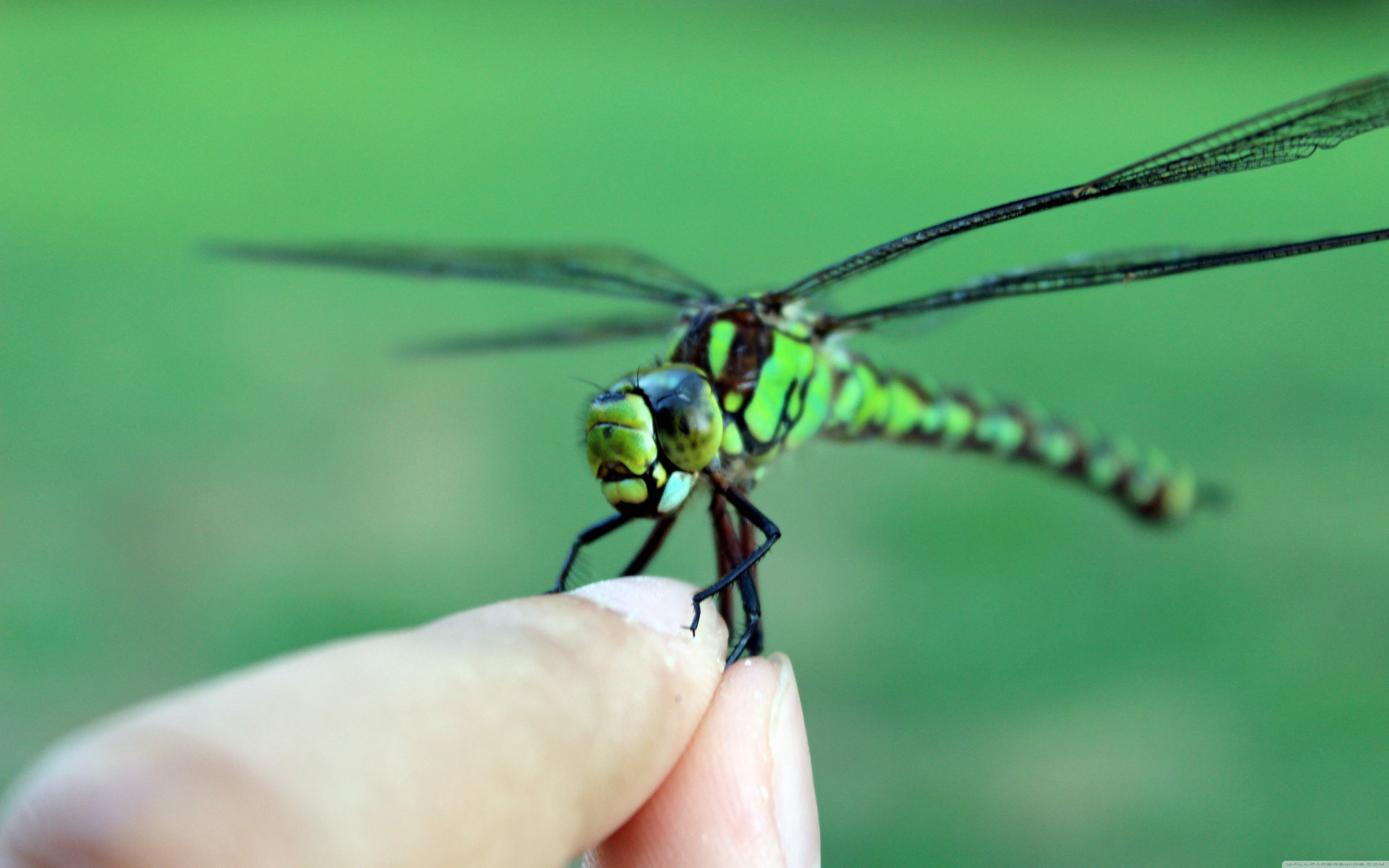 Mobile Phone - HD Wallpaper 