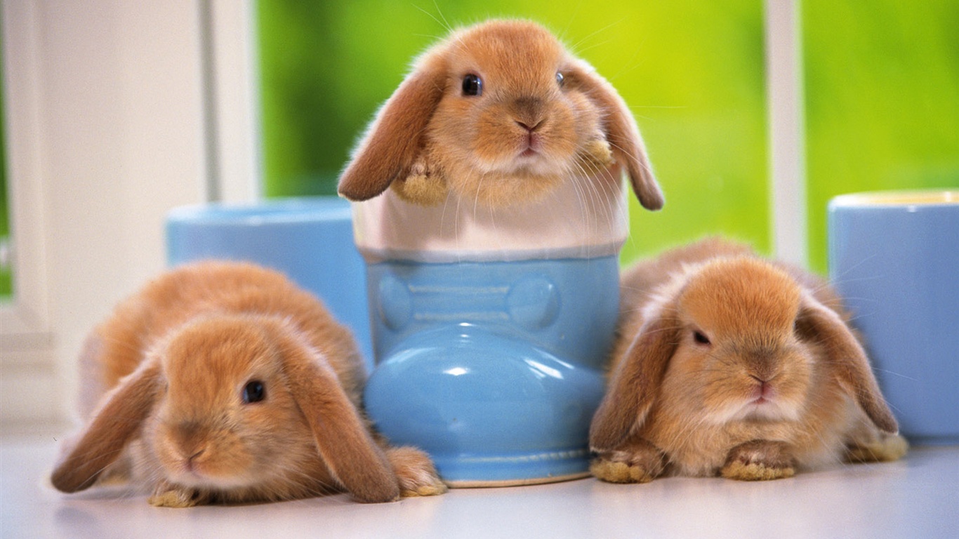 Cute Bunnies Background - HD Wallpaper 