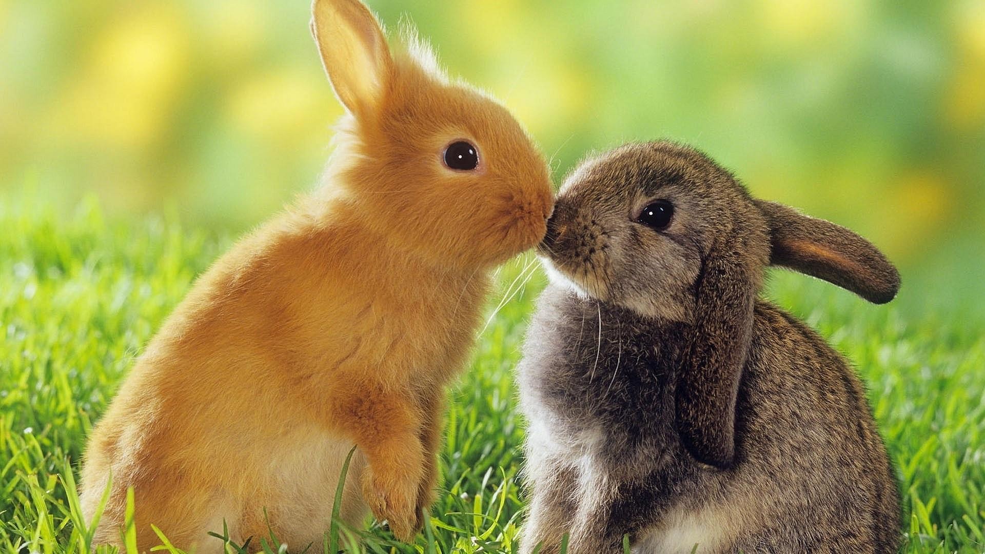 Cute Baby Bunny Hd Desktop Wallpaper - Cute Bunny - HD Wallpaper 
