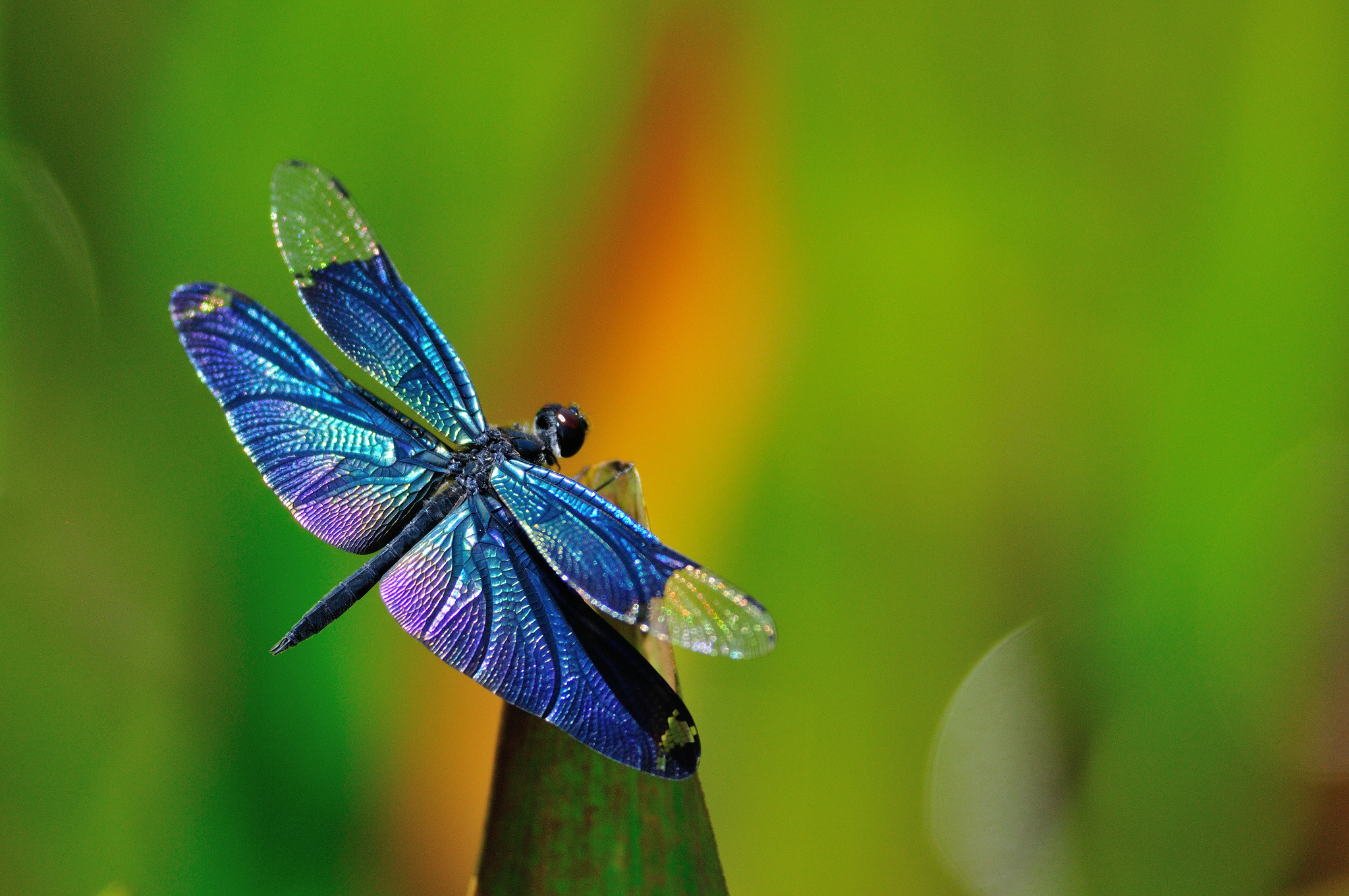 Dragonfly Macro Wallpaper Red Dragonfly Macro Wallpaper - Blue Dragonfly - HD Wallpaper 