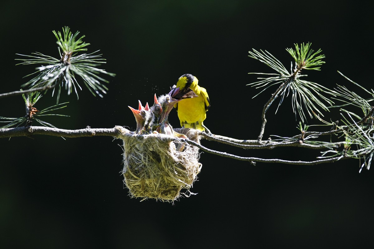 Old World Flycatcher - HD Wallpaper 