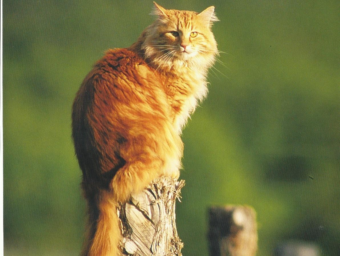 Domestic Long-haired Cat - HD Wallpaper 