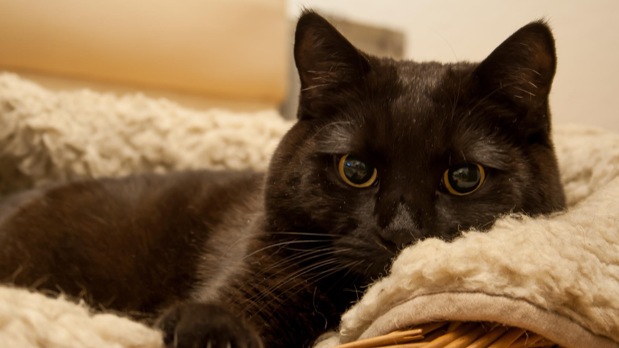 Black Cat - HD Wallpaper 