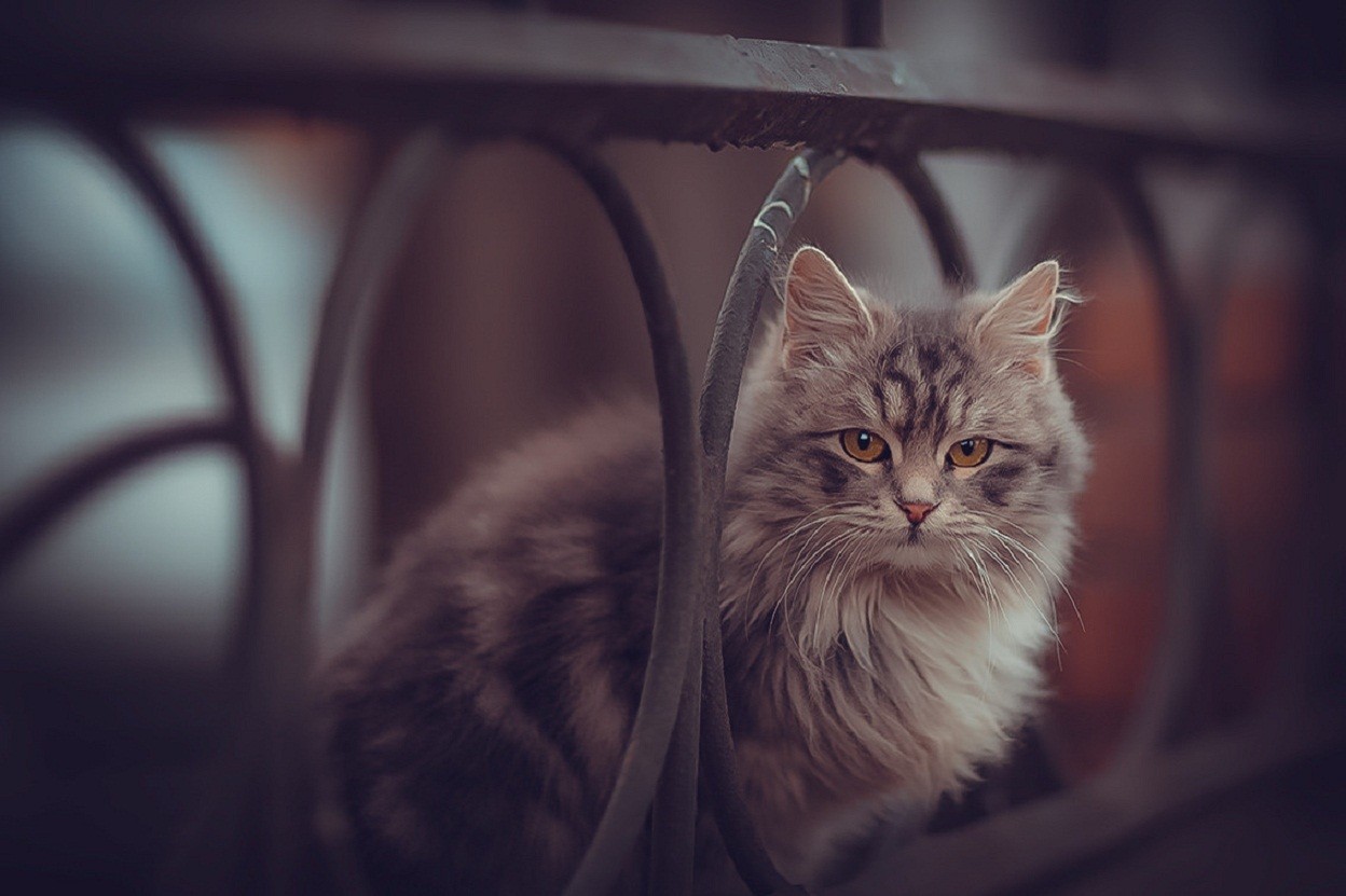 Domestic Long-haired Cat - HD Wallpaper 