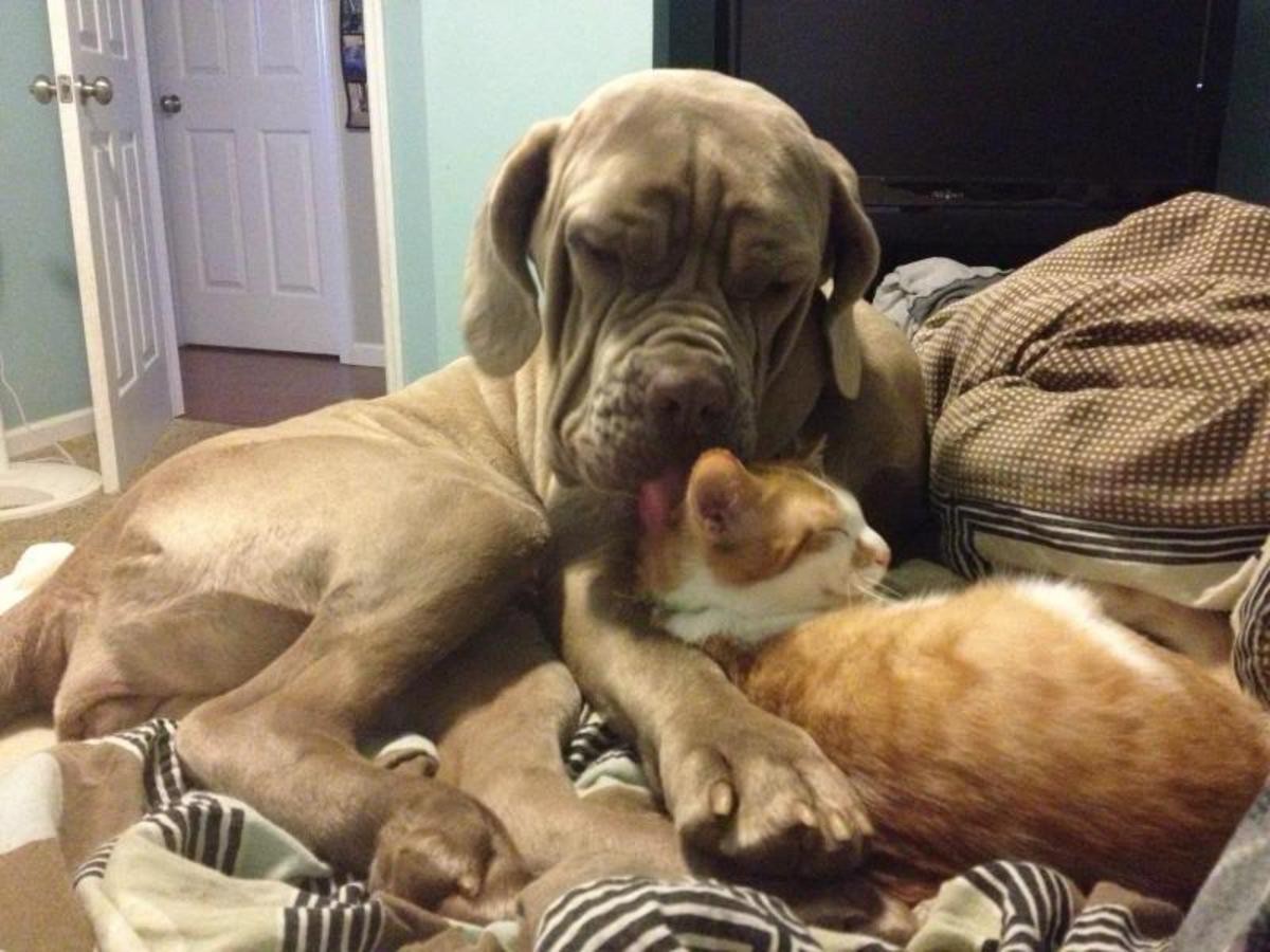 Dog Yawns - HD Wallpaper 