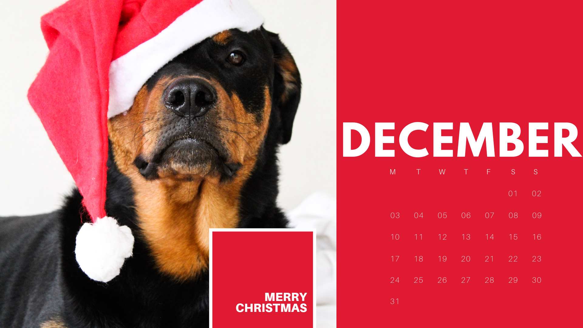December Calendar - Companion Dog - 1920x1080 Wallpaper - teahub.io