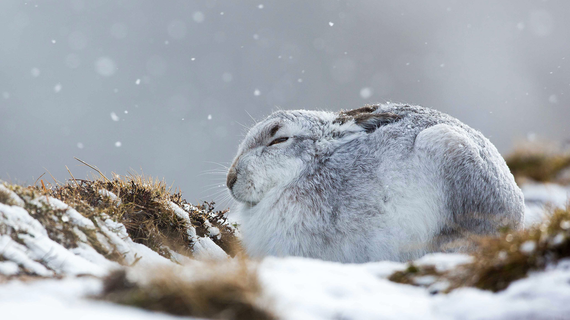 Snow Hare - HD Wallpaper 