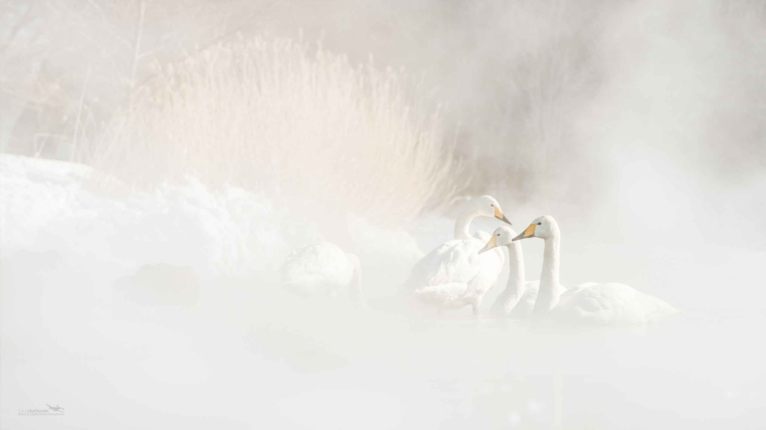 Trumpeter Swan - HD Wallpaper 