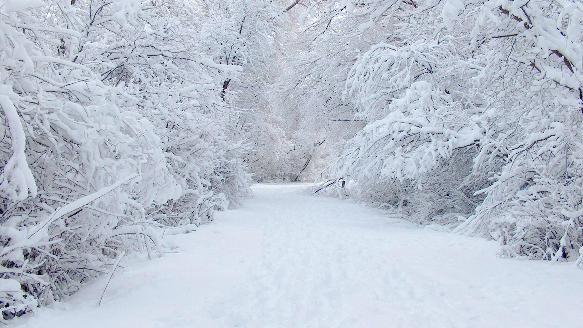 1920x1080, Free Winter Scenery Wallpaper - Winter Wonderland Background - HD Wallpaper 