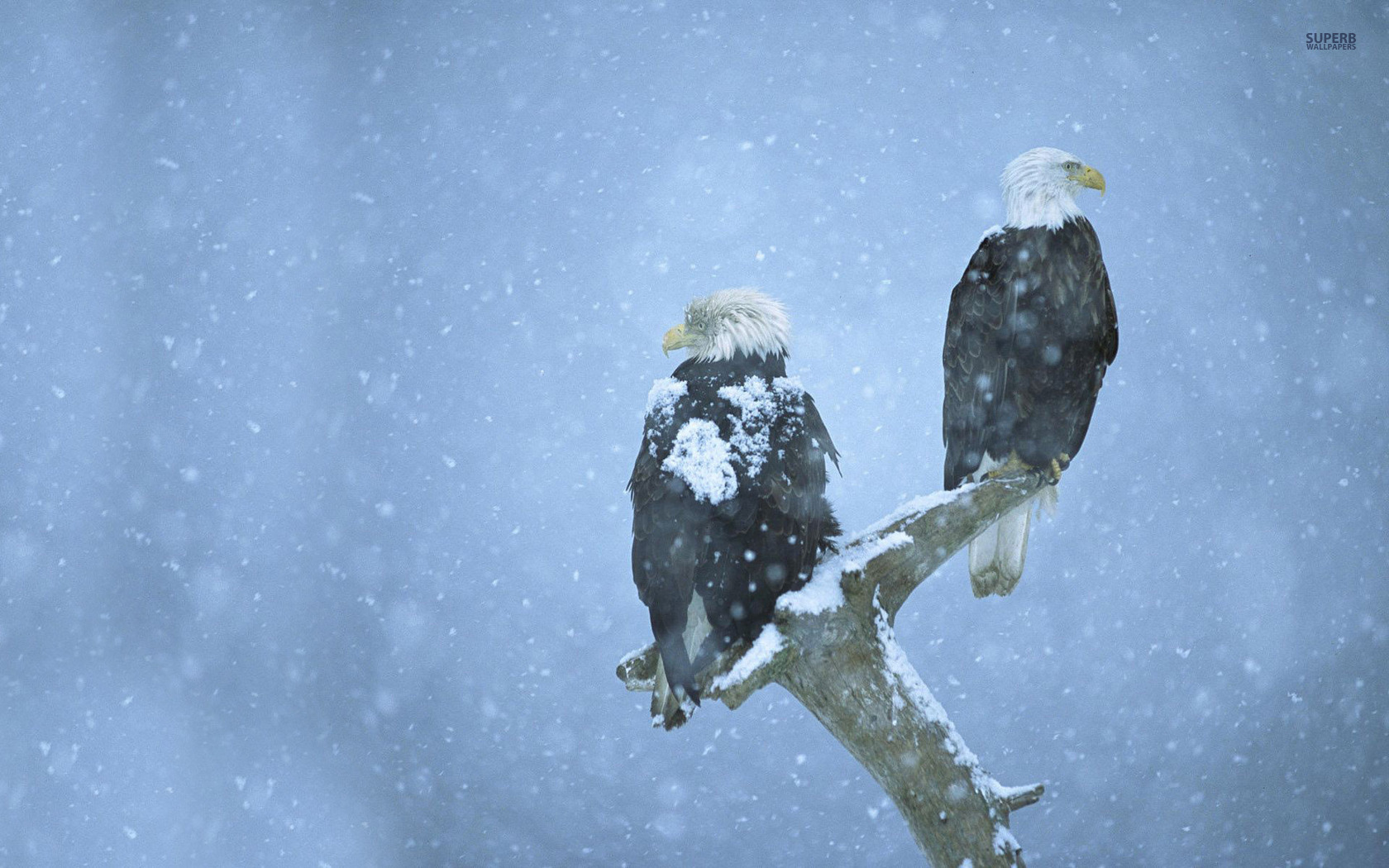 20 Cool Eagles Wallpapers Blogoftheworld - Bald Eagles In Snow Hd - HD Wallpaper 